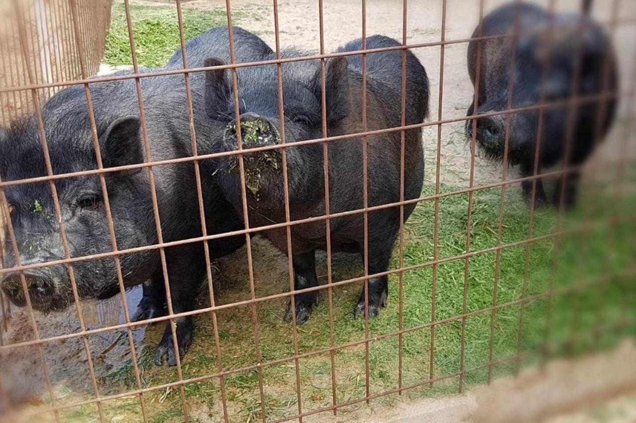 Casa Rural Finca Real De Ньебла Экстерьер фото